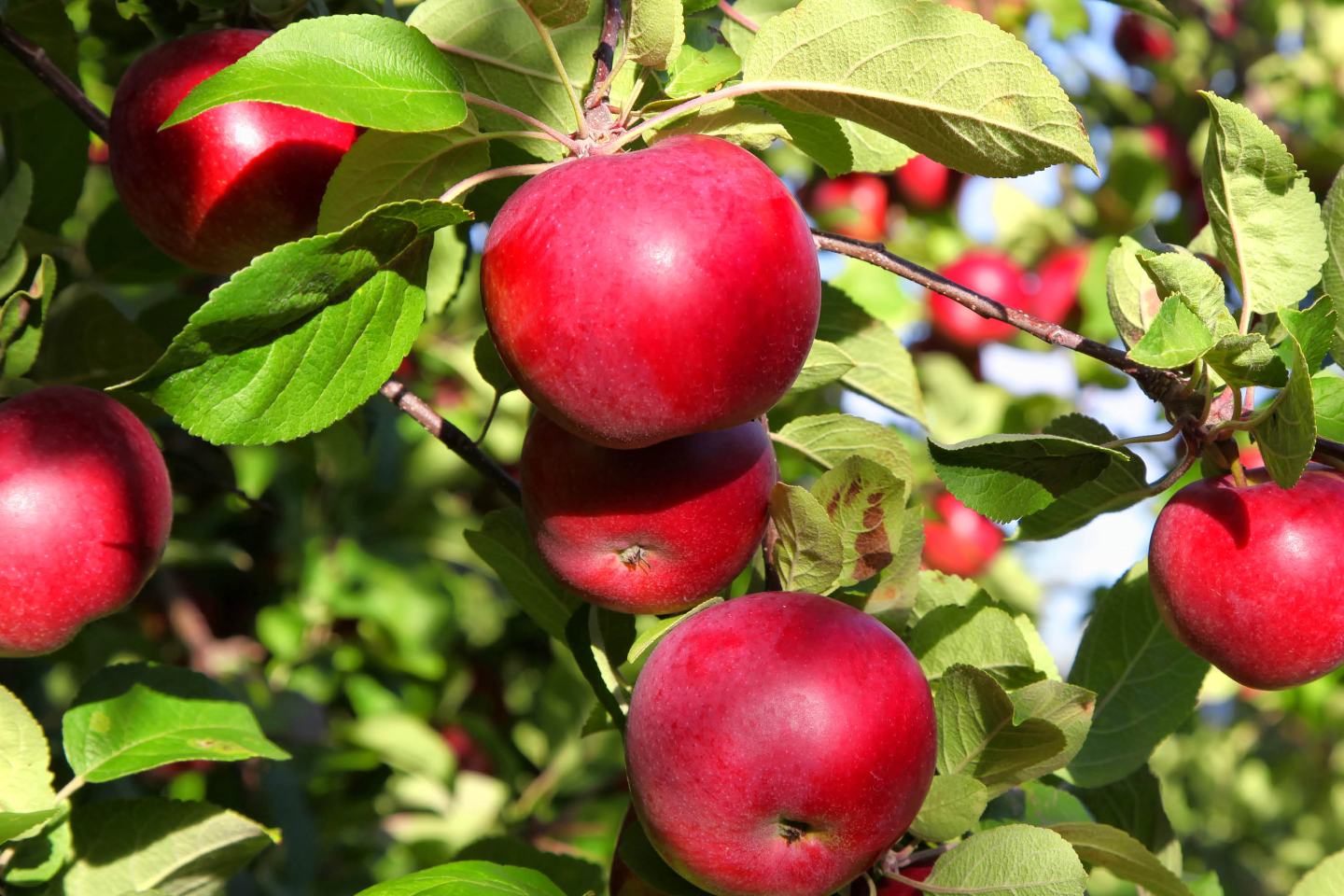 Rote, reife Äpfel