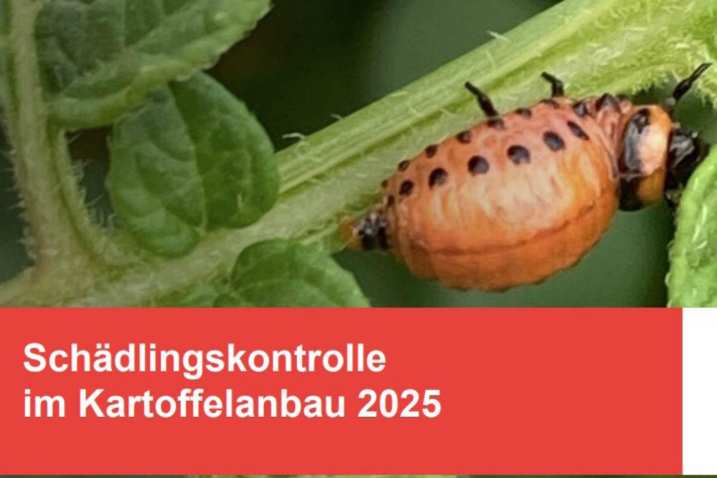 Schädlingskontrolle im Kartoffelanbau 2025