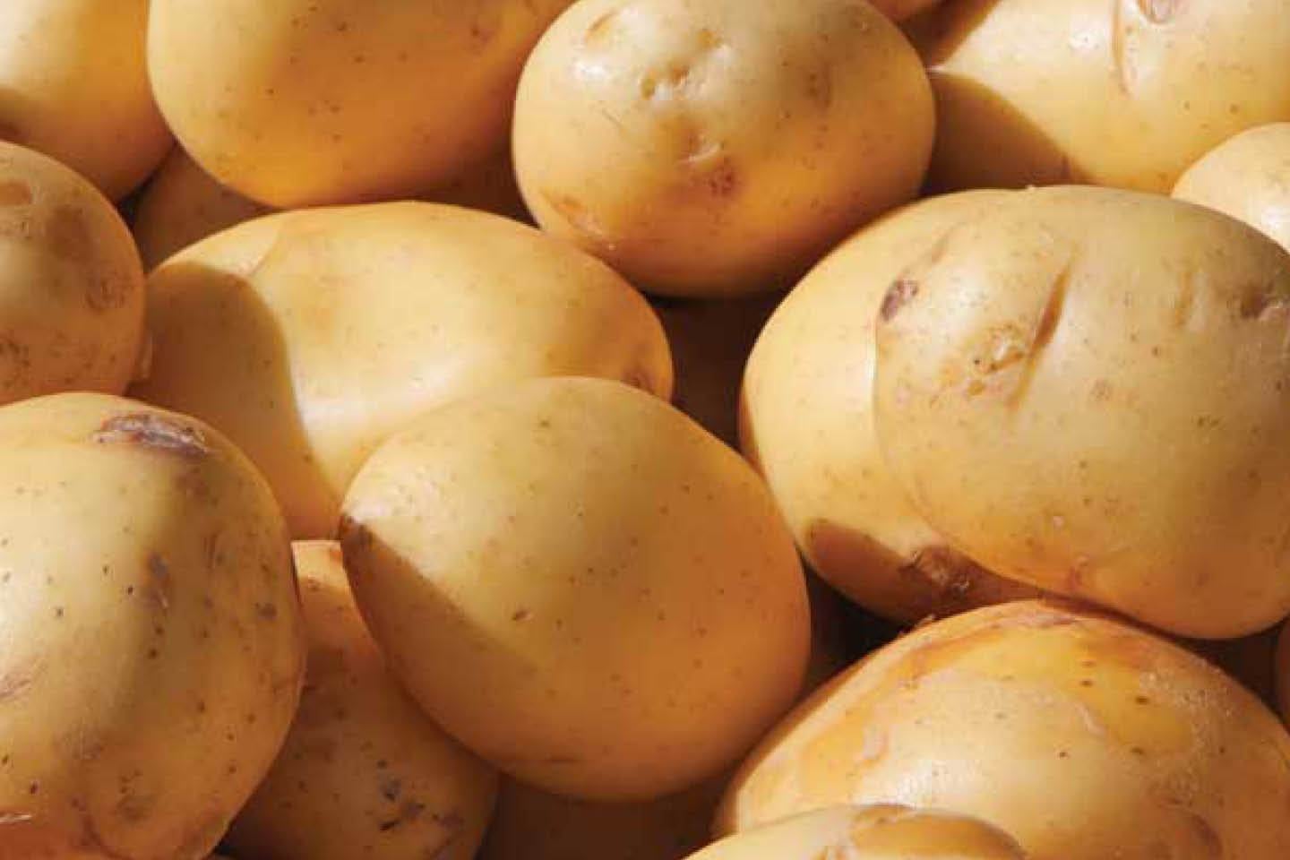 Reife Kartoffeln
