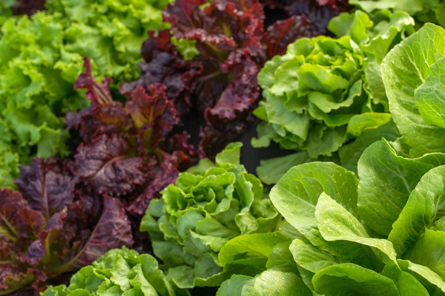 Verschiedene Salat Arten