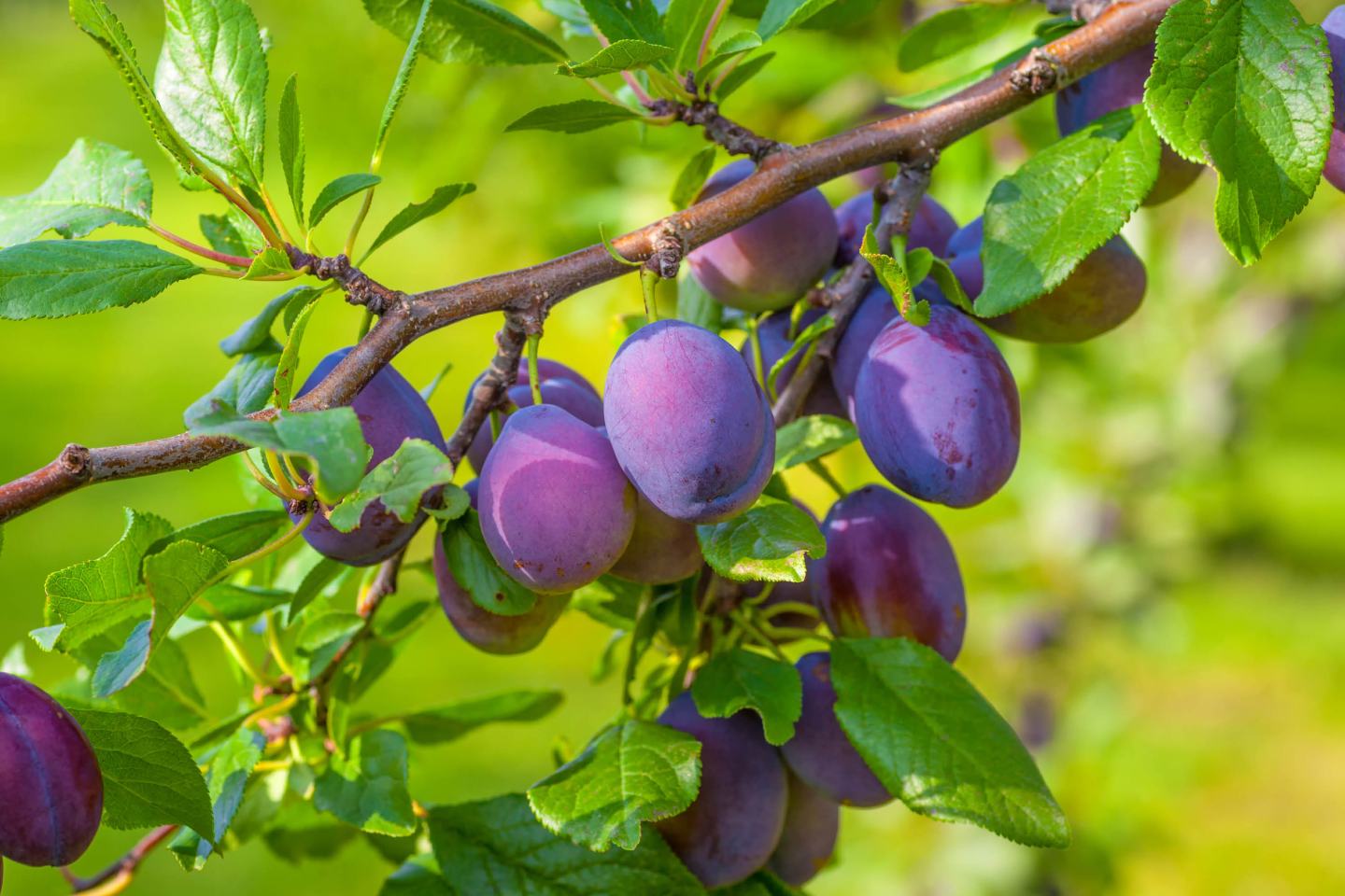 Reife Pflaumen an Baum mit grünen Blättern