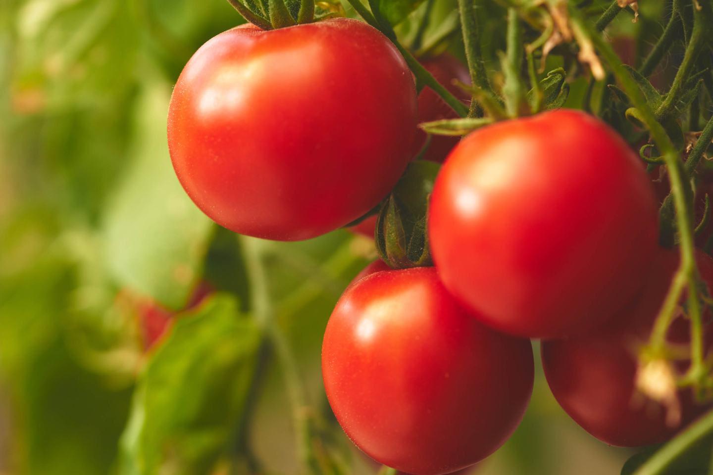 Rote Tomaten
