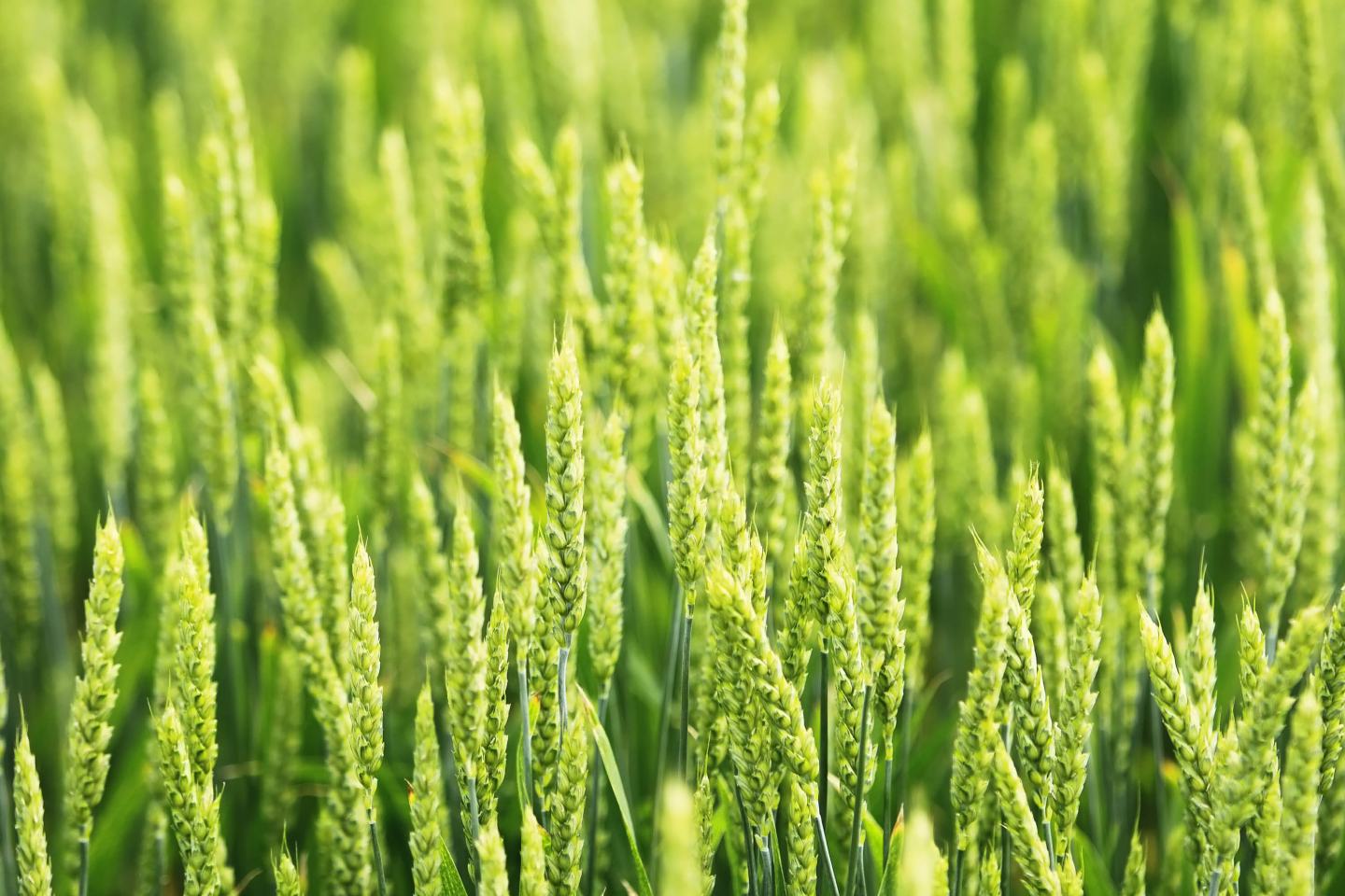 Getreide