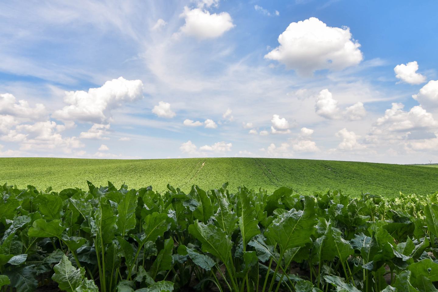 Grünes Rübenfeld mit blauem Himmel