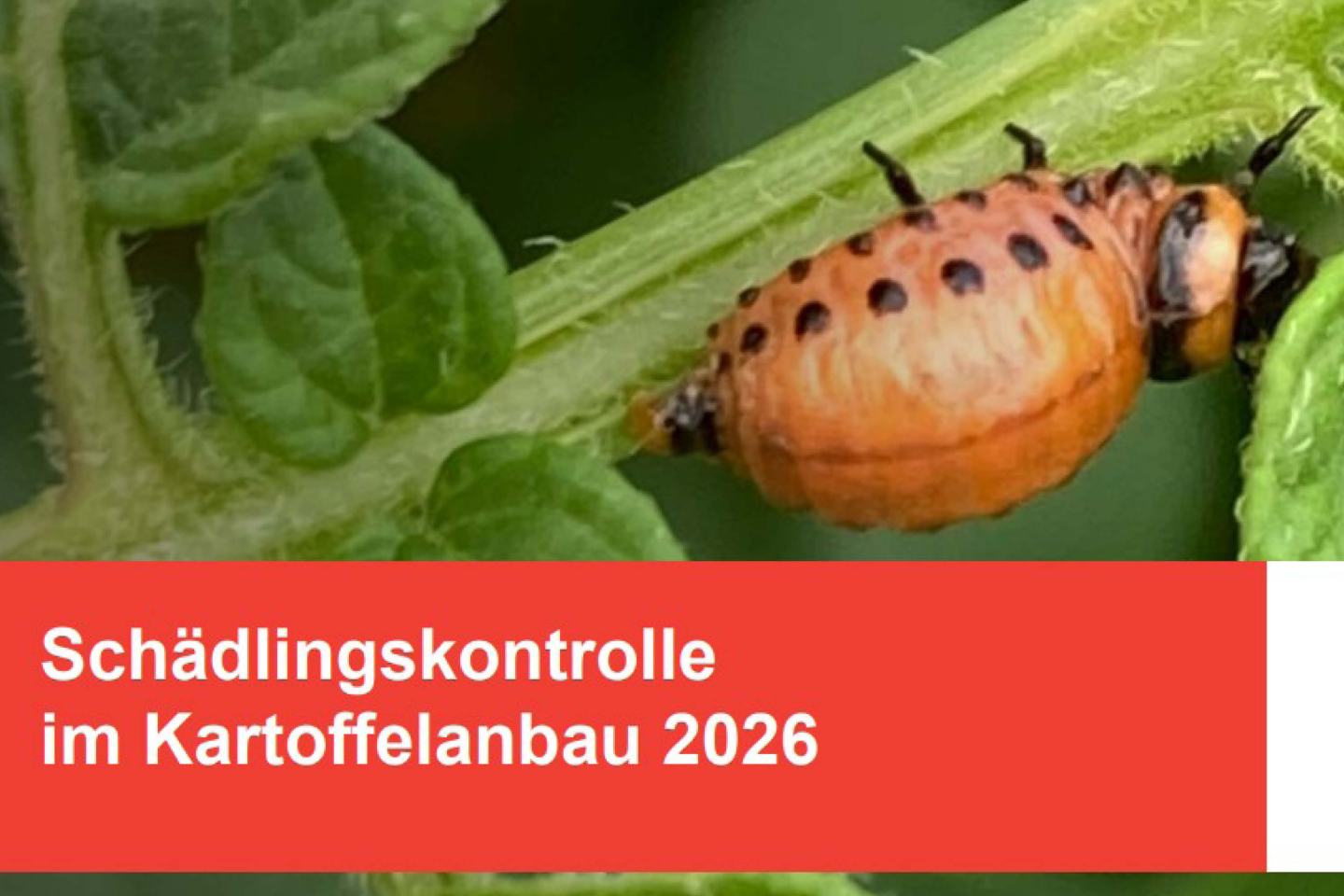 Schädlingskontrolle im Kartoffelanbau 2026
