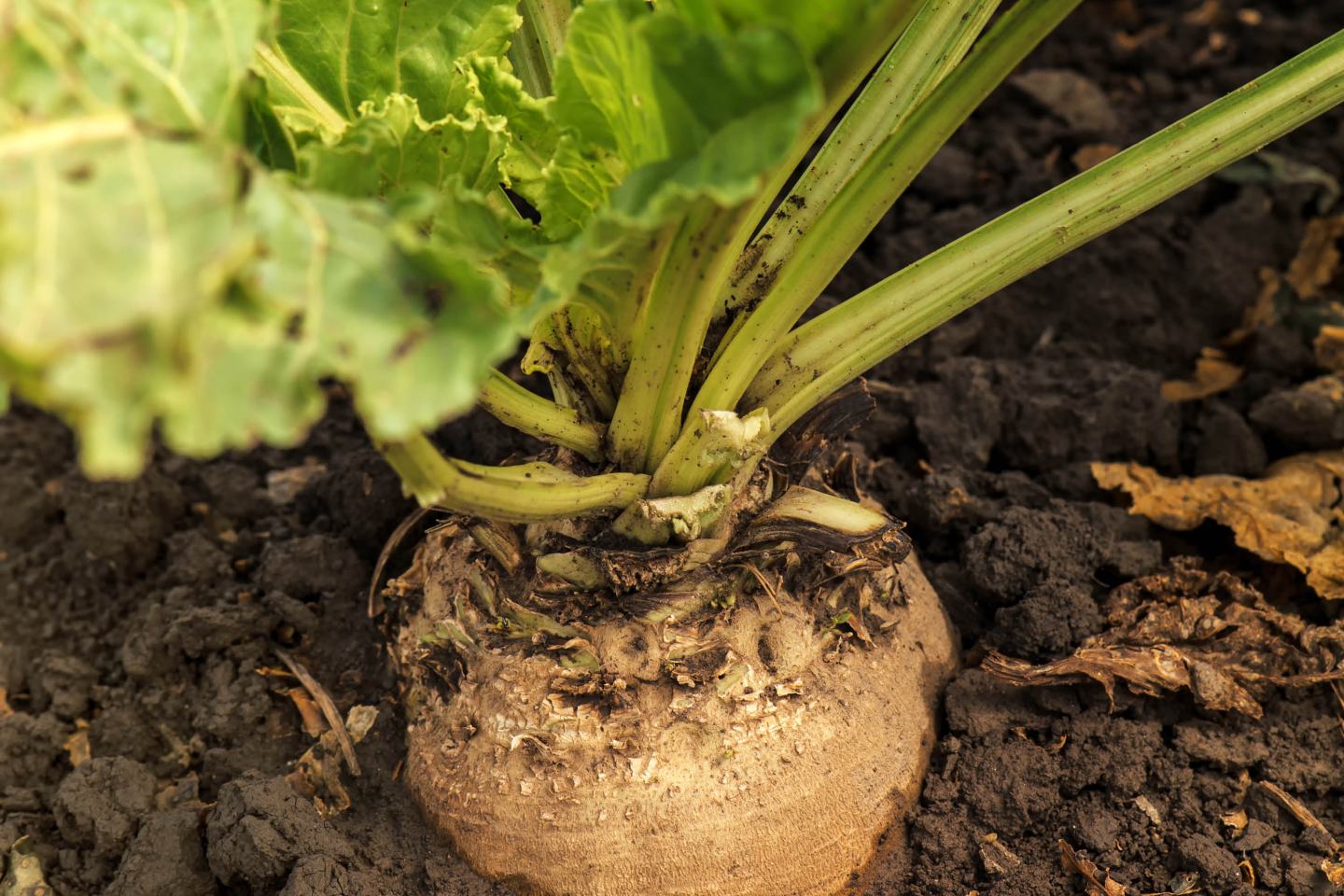 Zuckerrübe im Boden
