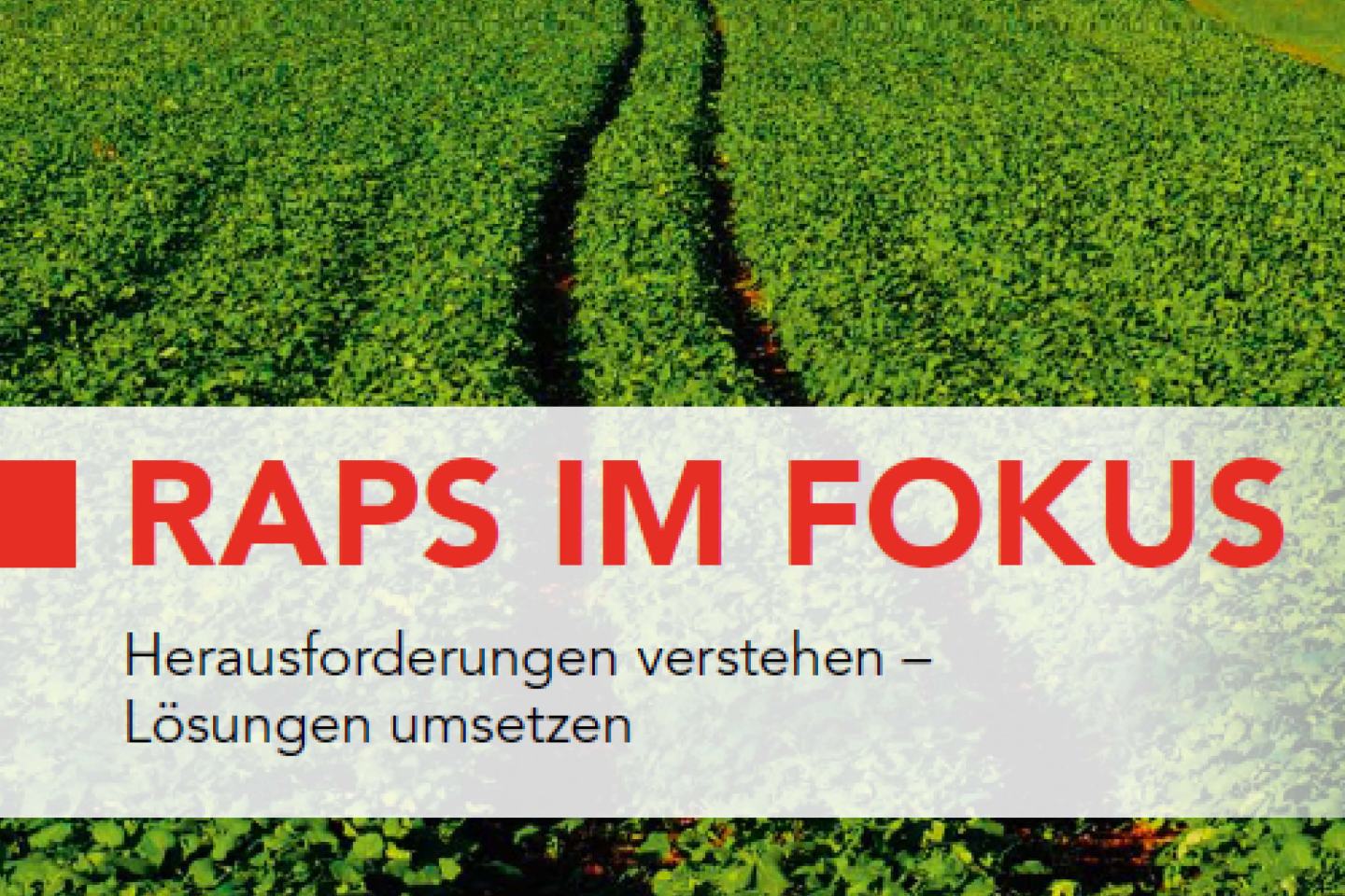 Raps im Fokus
