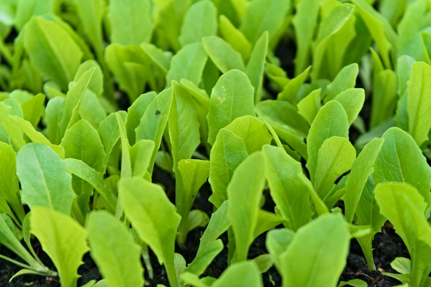 grünes Salatfeld