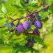 Reife Pflaumen hängen an grünem Baum