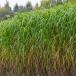 Miscanthus