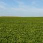 Weites Feld voll mit grünen Blättern der Zuckerrübe mit blauem Himmel und leichten Quellwolken.