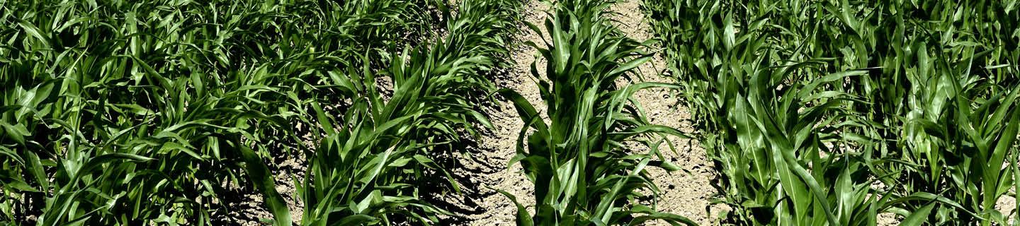 Grüner junger Mais in mehreren nebenstehenden Reihen auf einem Maisfeld.