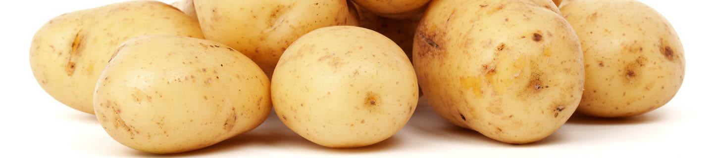 Auf einem Haufen liegende Kartoffeln vor weißen Hintergrund.