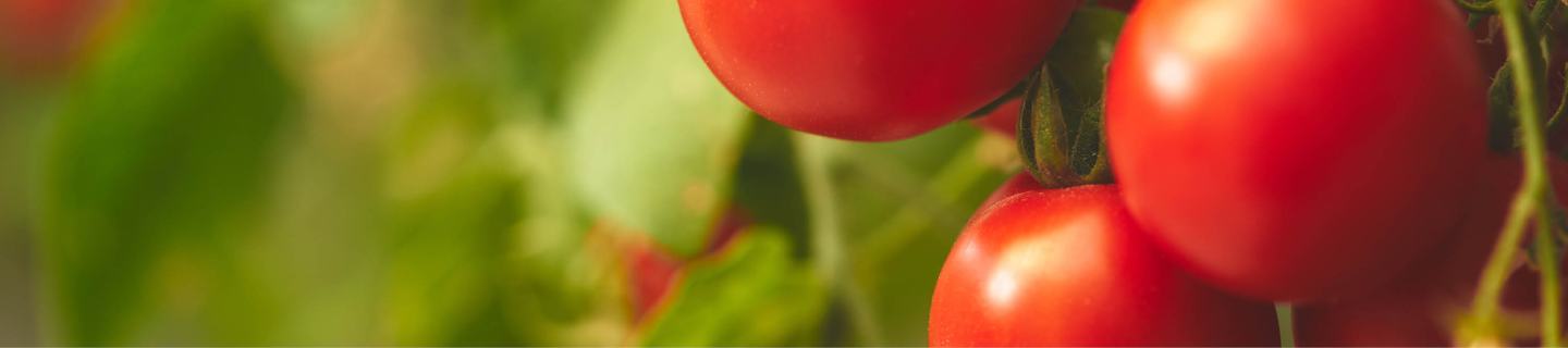 Rote, reife Tomaten am grünen Strauch im Vordergrund und im Hintergrund leicht verschwommene grüne Blätter.