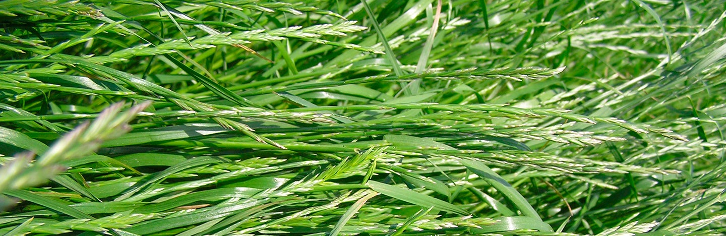 Almindelig rajgræs