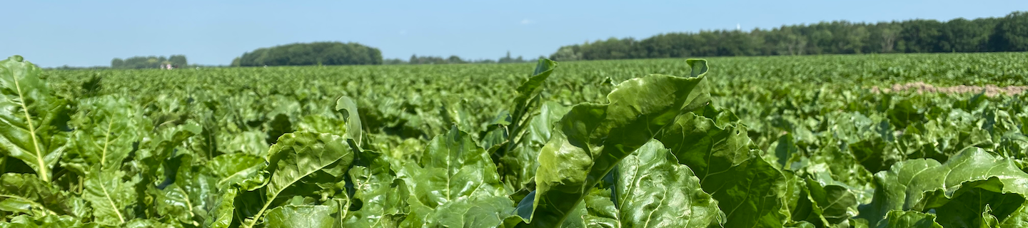 Ukrudtsbekæmpelse med Centium® 36 CS i roer