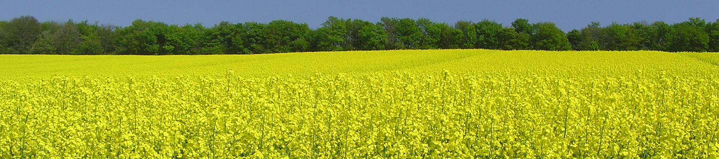 Velas Plantetræf 2024