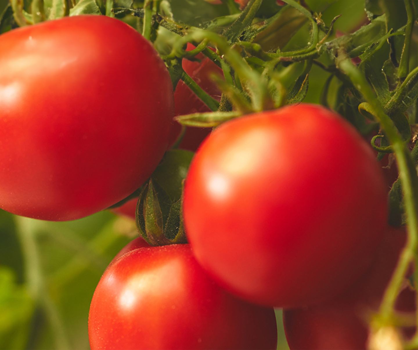 كوراجن ® 200 مركز معلق
