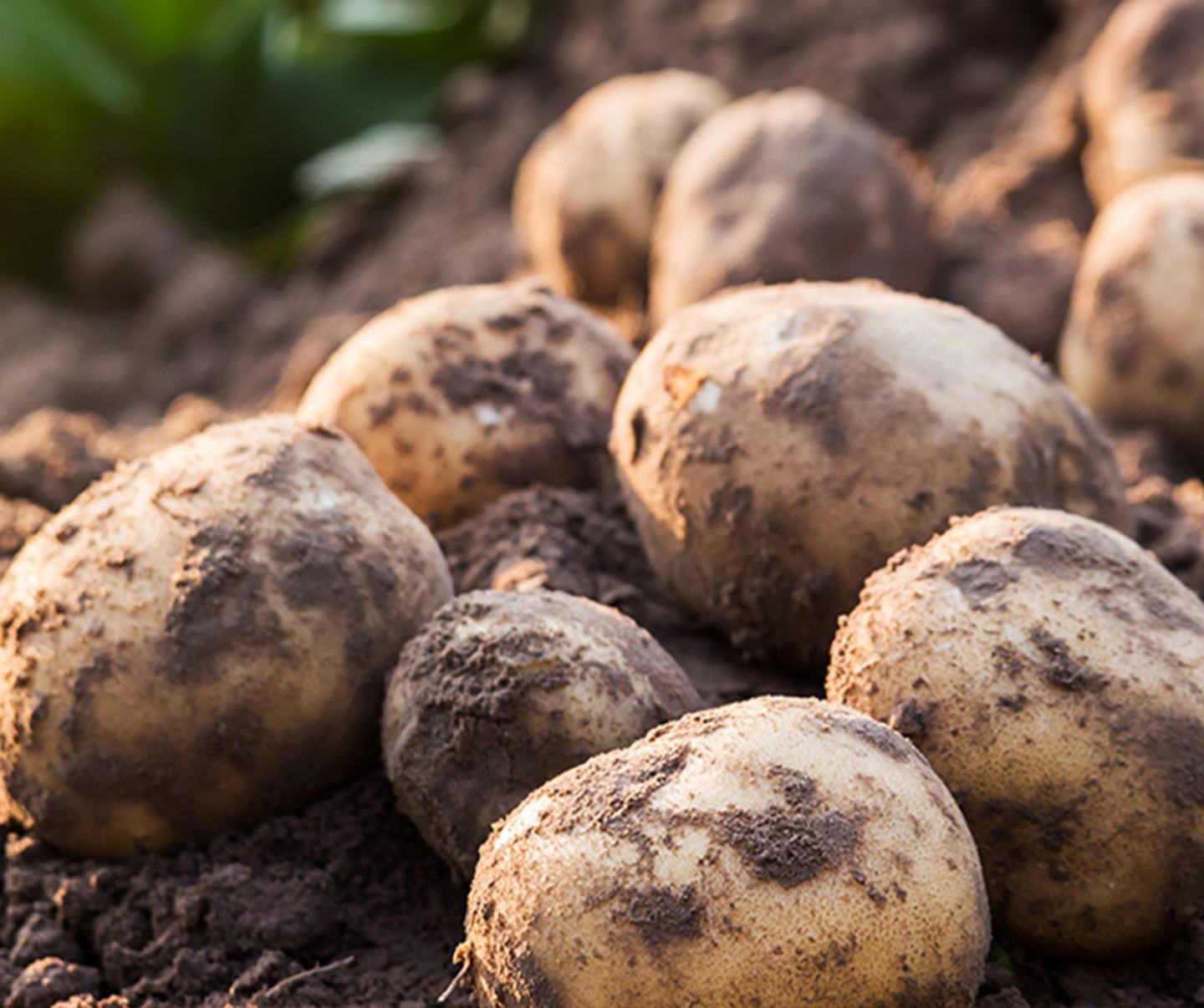 Potato Complex® Crop Nutrition