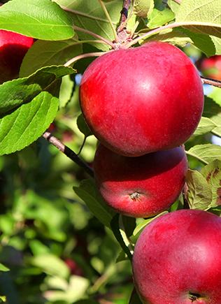 Well protected fruit crop from insect pests