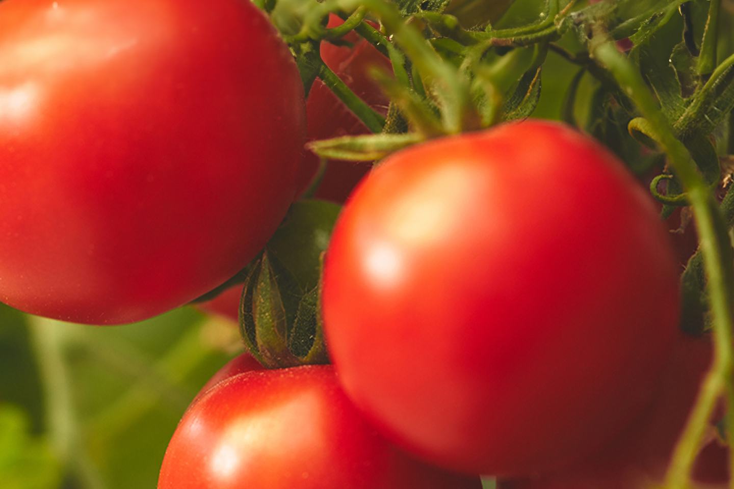 كوراجن ® 200 مركز معلق