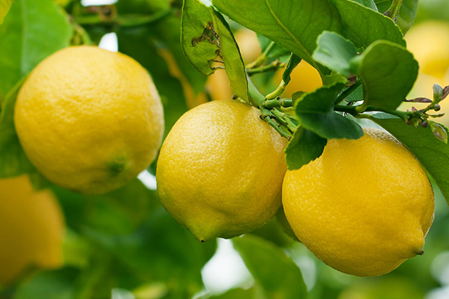 إكسيريل ® 100 معلق مستحلب