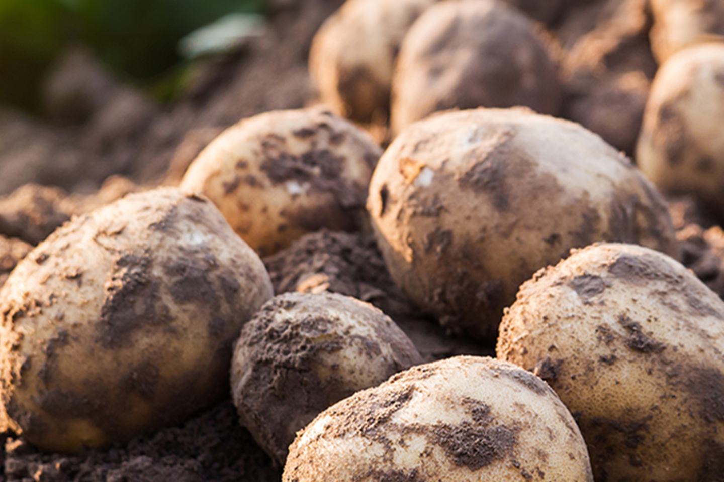 Potato Complex® Crop Nutrition