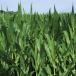corn field