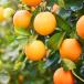 Fruit trees