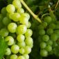 Pest and disease free wine and table grapes