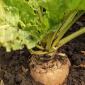 Sugarbeet