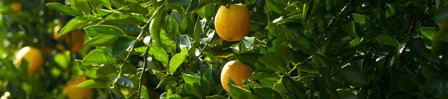 Healthy citrus fruit free of pests and disease