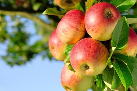 Manzanas maduras en un árbol.