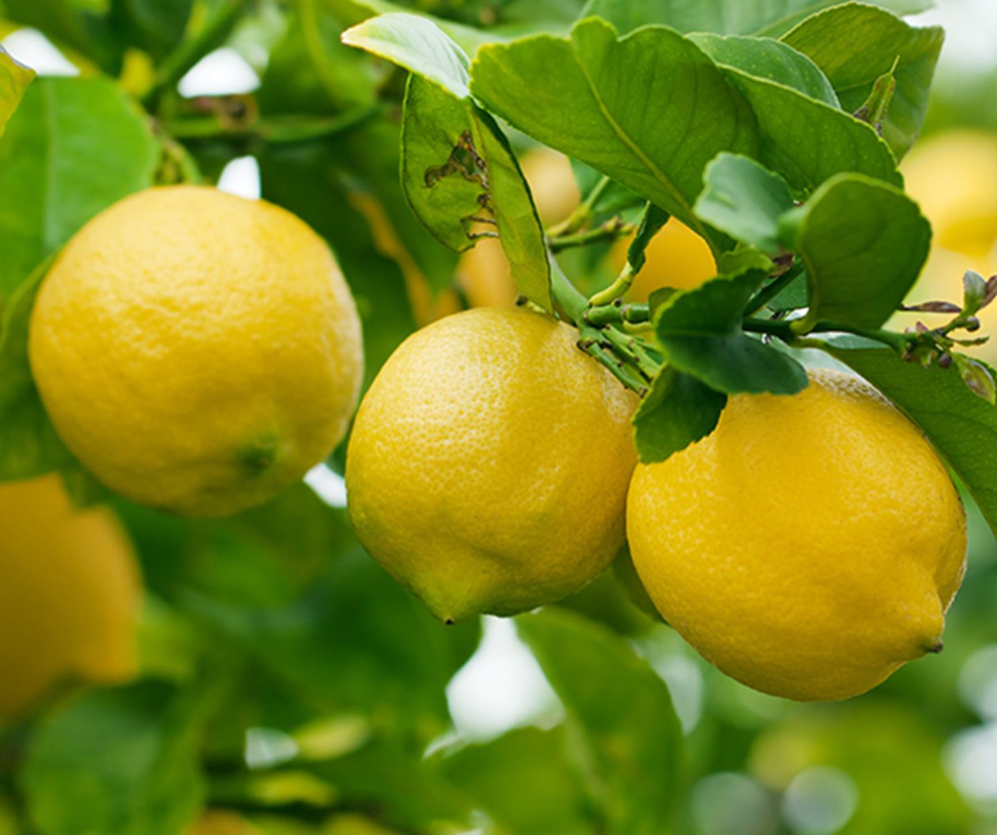 Citrus Card 1440x1200 2 1_2