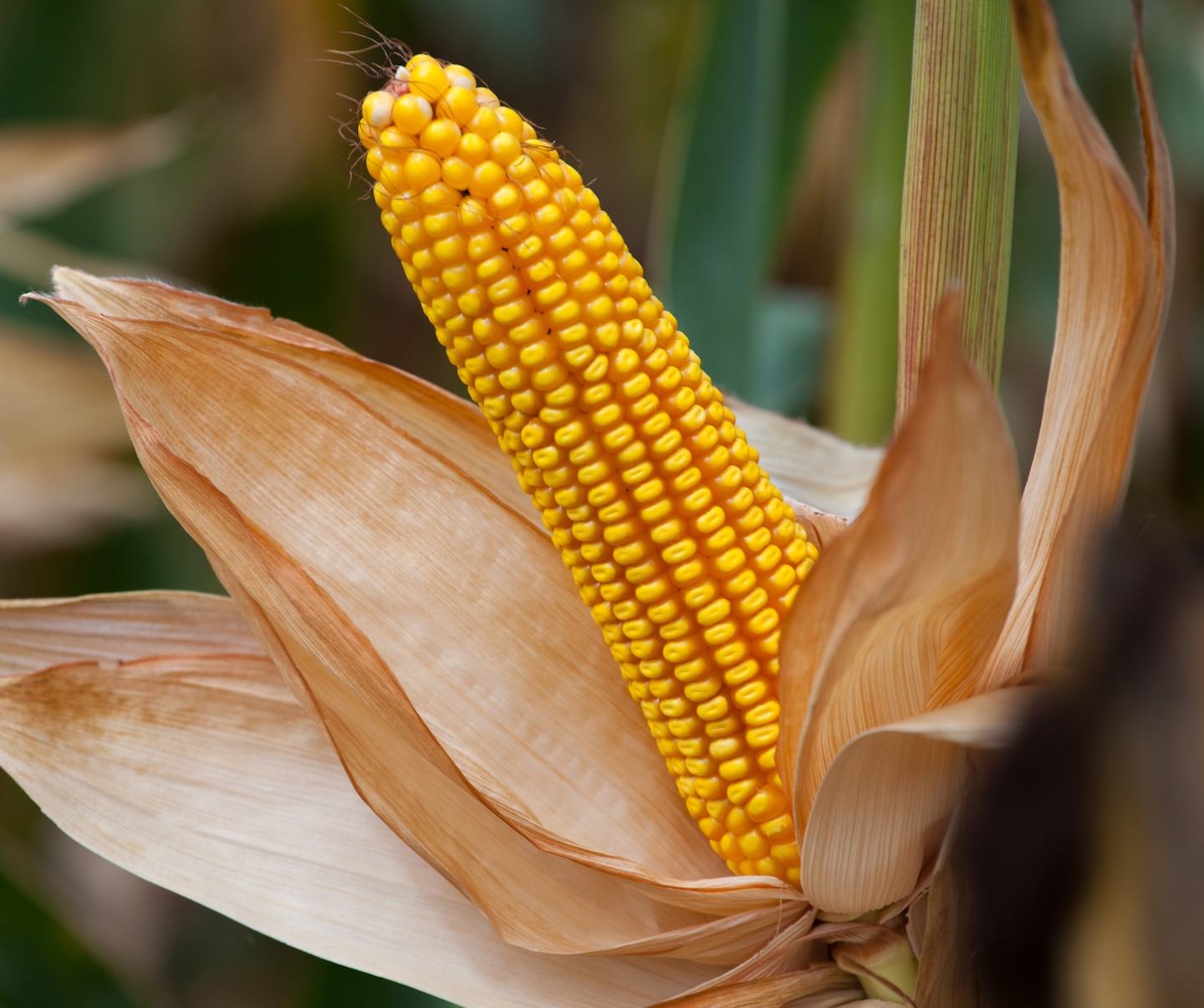 Corn Card 1440x1200_2