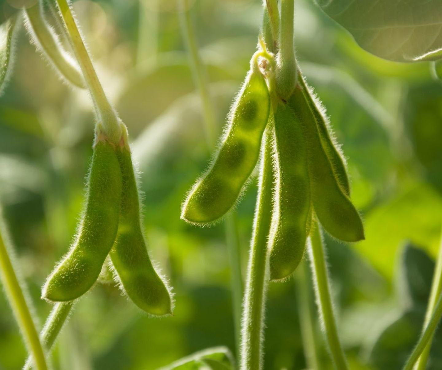 Legumes Card 1440x956 2