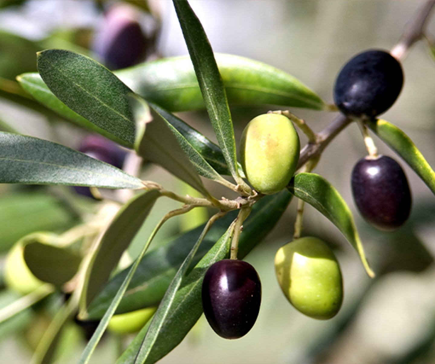 Olives Card 1440x1200 10