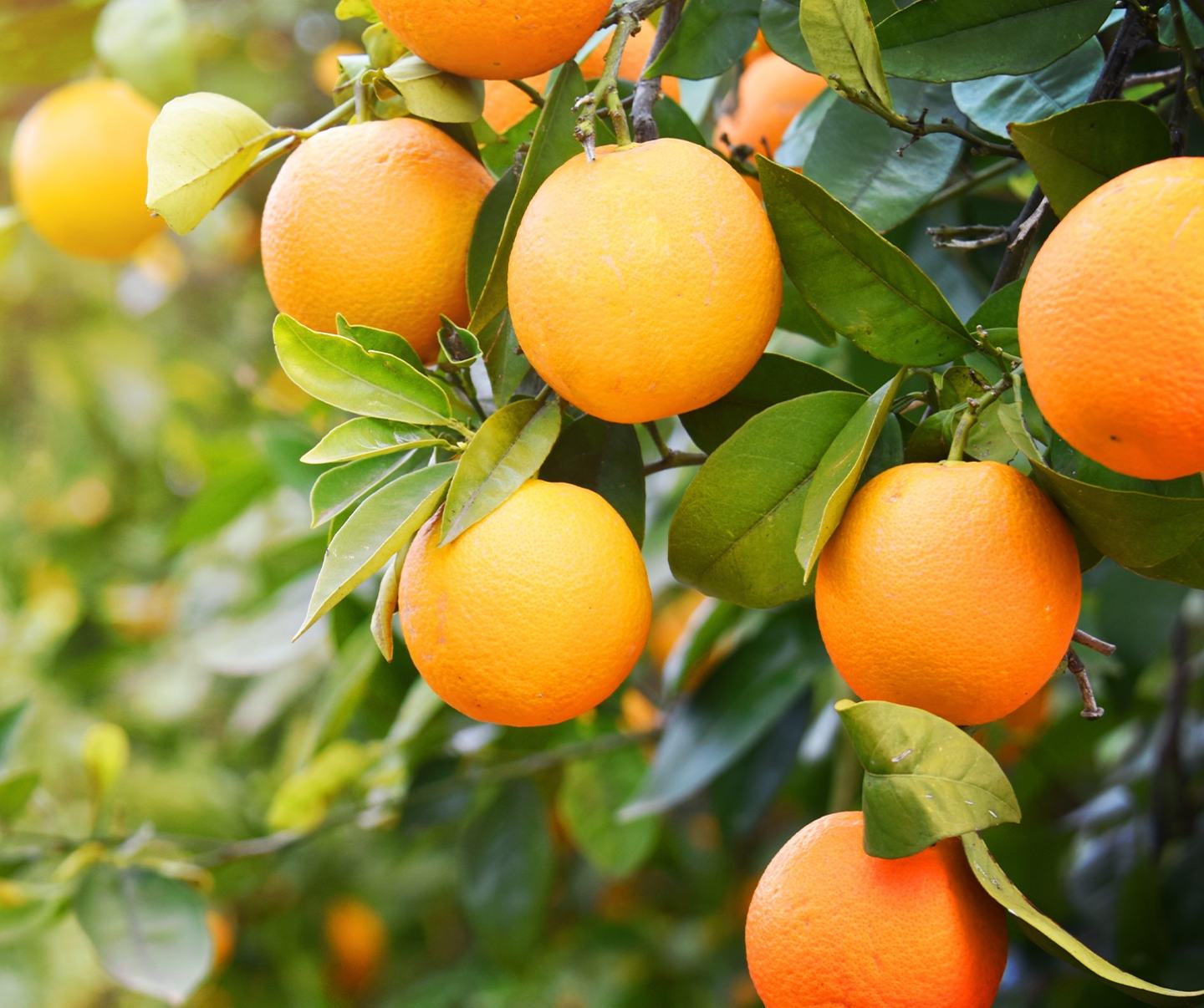 Oranges Card 1440x1200