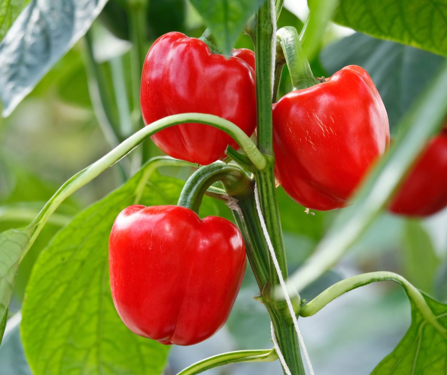 Pepper Card 1440x1200_1