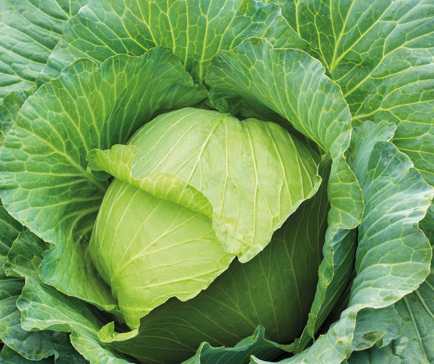 Cabbage Card 1440x1200 11