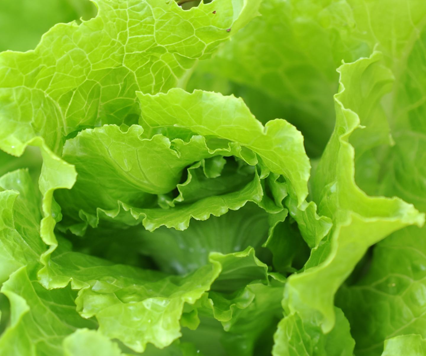 Lettuce Card 1440x1200