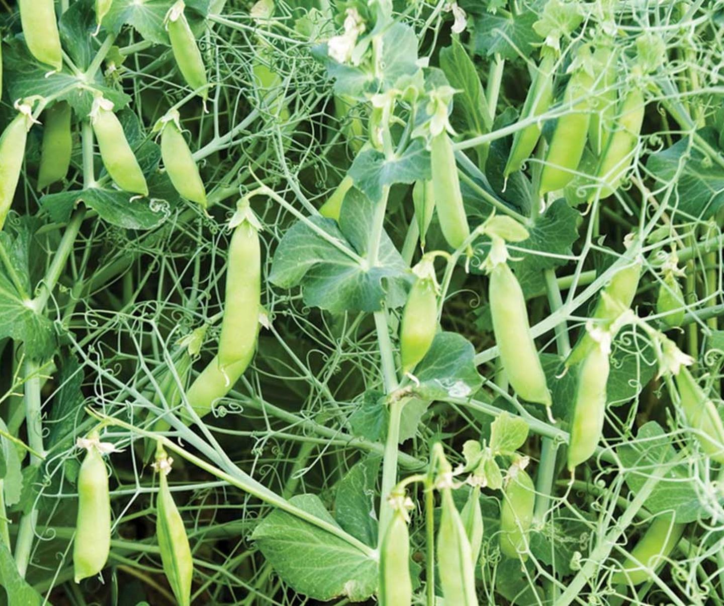Peas_1440x1200