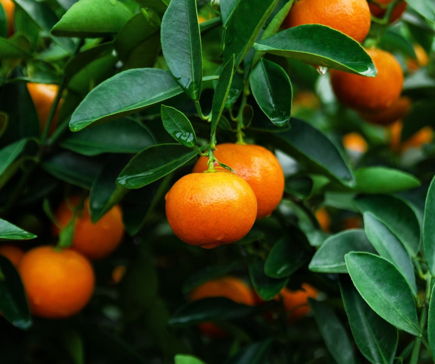 mandarina
