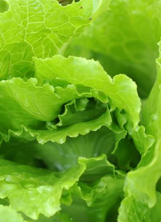 Lettuce