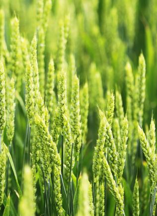 wheat