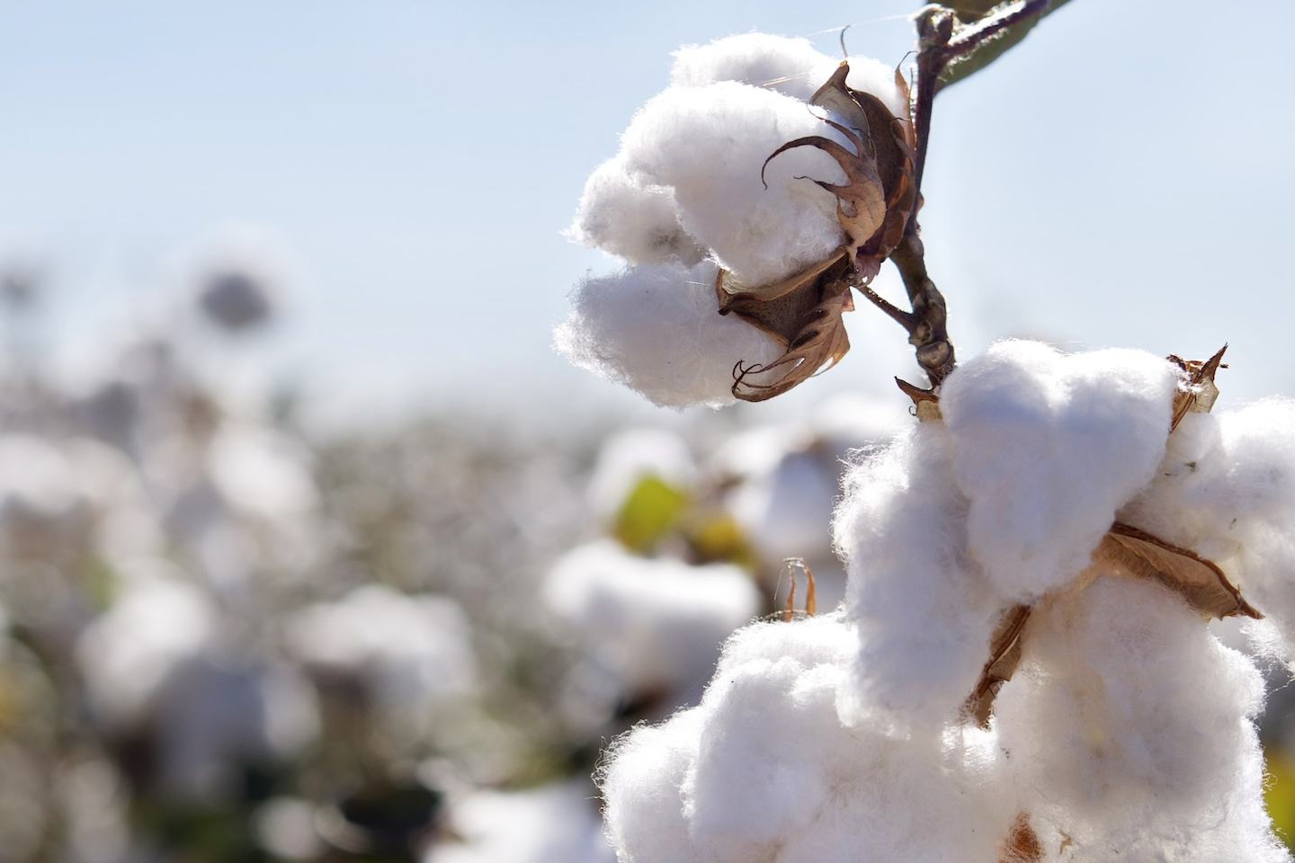 Cotton Card 1440x1200 0 1_0