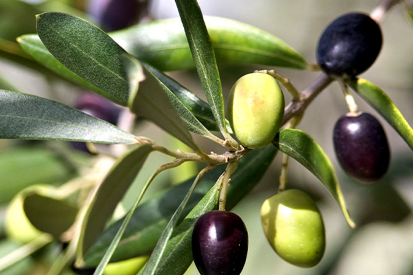 Olives Card 1440x1200 0 1_1