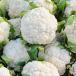 Coliflor