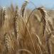 Triticale