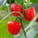 Pimiento